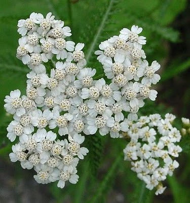 Blue Yarrow Essential Oil, Achillea millefolium - Ethically Wild Crafted Organic, Bulgaria - Private Reserve Standard, GC/MS Tested-Single Pure Essential Oil-PurePlant Essentials