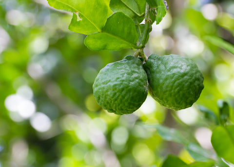 Bergamot Essential Oil, Citrus bergamia - Italy - Private Reserve Standard, GC/MS Tested-Single Pure Essential Oil-PurePlant Essentials