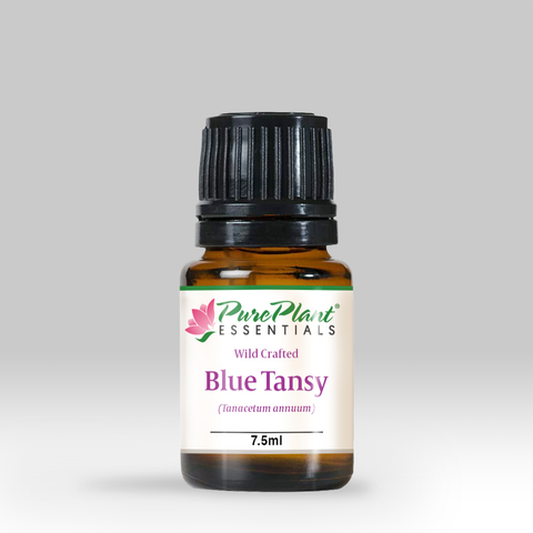 Blue Tansy Oil, Tanacetum annuum - Wild Crafted Organic, Morocco - Private Reserve Standard, GC/MS Tested-Single Pure Essential Oil-PurePlant Essentials