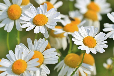 Chamomile German Essential Oil, Matricaria recutita 10% Dilution - Bulgaria - Private Reserve Standard, GC/MS Tested-Single Pure Essential Oil-PurePlant Essentials