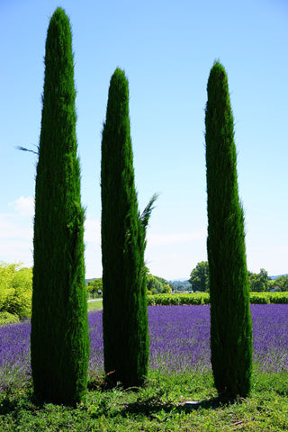 Cypress Oil, Cupressus sempervirens - Ethically Wild Crafted Organic, Crete - Private Reserve Standard, GC/MS Tested-Single Pure Essential Oil-PurePlant Essentials