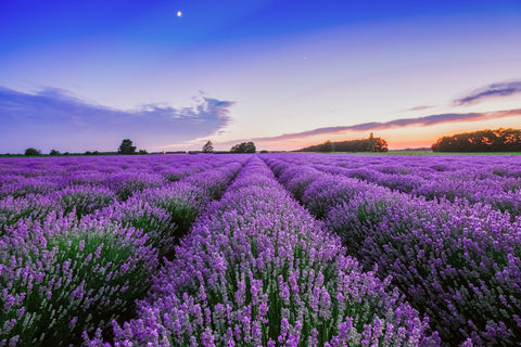 Lavender Essential Oil (High Altitude) Lavandula angustifolia - France - Private Reserve Standard, GC/MS Tested-Single Pure Essential Oil-PurePlant Essentials