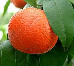 Mandarin Red Essential Oil, Citrus deliciosa - Italy - Private Reserve Standard, GC/MS Tested-Single Pure Essential Oil-PurePlant Essentials
