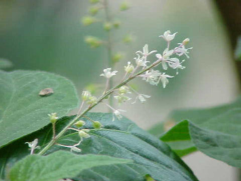 Patchouli Oil, Pogostemon cablin - Organic, India (High Alcohol) - Private Reserve Standard, GC/MS Tested-Single Pure Essential Oil-PurePlant Essentials