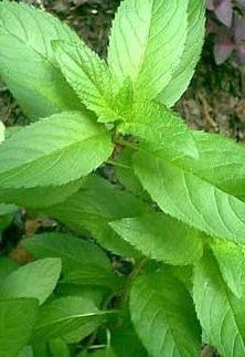 Peppermint Essential Oil, Mentha x piperita, Organic, India - Private Reserve Standard, GC/MS Tested-Single Pure Essential Oil-PurePlant Essentials