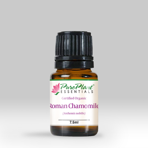 Chamomile Roman Essential Oil, Anthemis nobilis - USA - Private Reserve Standard, GC/MS Tested-Single Pure Essential Oil-PurePlant Essentials