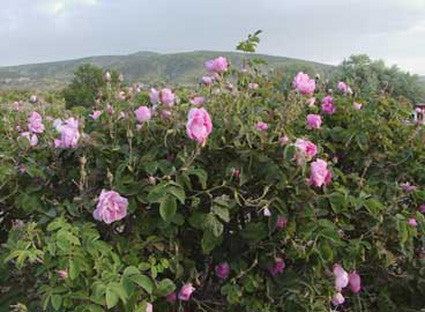 Rose Otto Essential Oil, Rosa x damascena - Bulgaria - Private Reserve Standard, GC/MS Tested-Single Pure Essential Oil-PurePlant Essentials