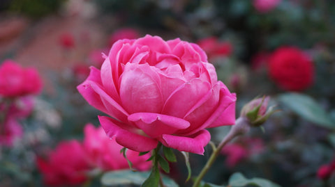Rose Otto Essential Oil, Rosa x damascena - Bulgaria - Private Reserve Standard, GC/MS Tested-Single Pure Essential Oil-PurePlant Essentials