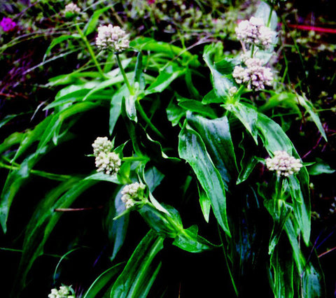 Spikenard Oil, Nardostachys jatamansi — Ethically Wild Crafted Organic, Nepal - Private Reserve Standard, GC/MS Tested - CITES CERTIFIED-Single Pure Essential Oil-PurePlant Essentials