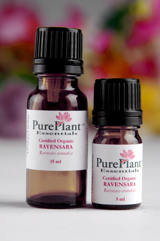 Ravensara Oil, Ravensara aromatica, Select - Organic, Madagascar - SAVE 30% OFF!-Single Pure Essential Oil-PurePlant Essentials
