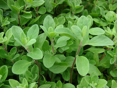 Marjoram Sweet Essential Oil, Origanum majorana - Egypt - Private Reserve Standard, GC/MS Tested-Single Pure Essential Oil-PurePlant Essentials