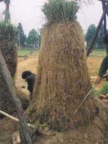 Vetiver Root Oil, Vetiveria zizanioides - Organic, Haiti - Private Reserve Standard, GC/MS Tested-Single Pure Essential Oil-PurePlant Essentials