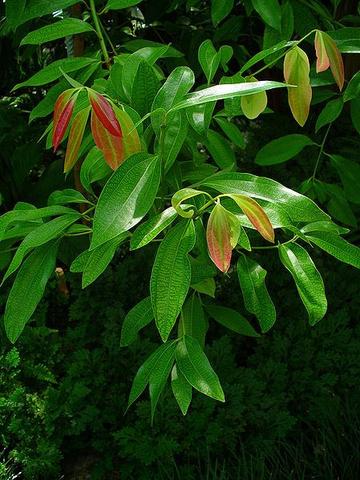 Cinnamon Leaf Essential Oil: Proven Benefits, Research Insights & DIY Recipes