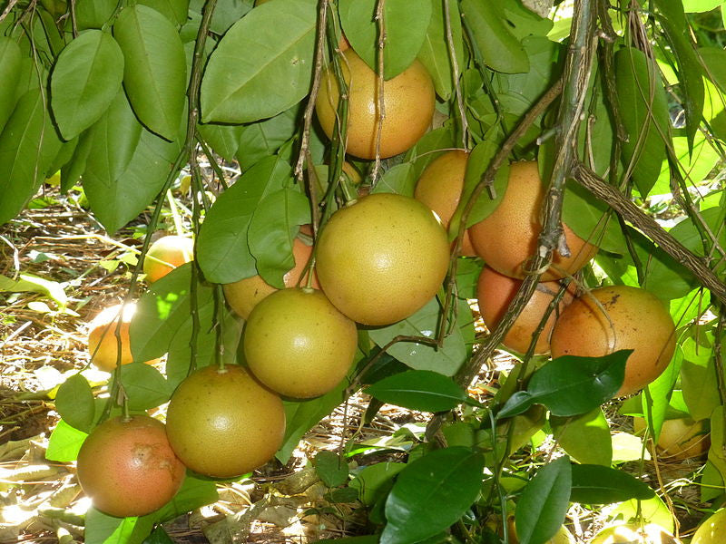 The Joy Bringer Oil – Grapefruit Oil for Energy, Cleansing &amp; Craving Control