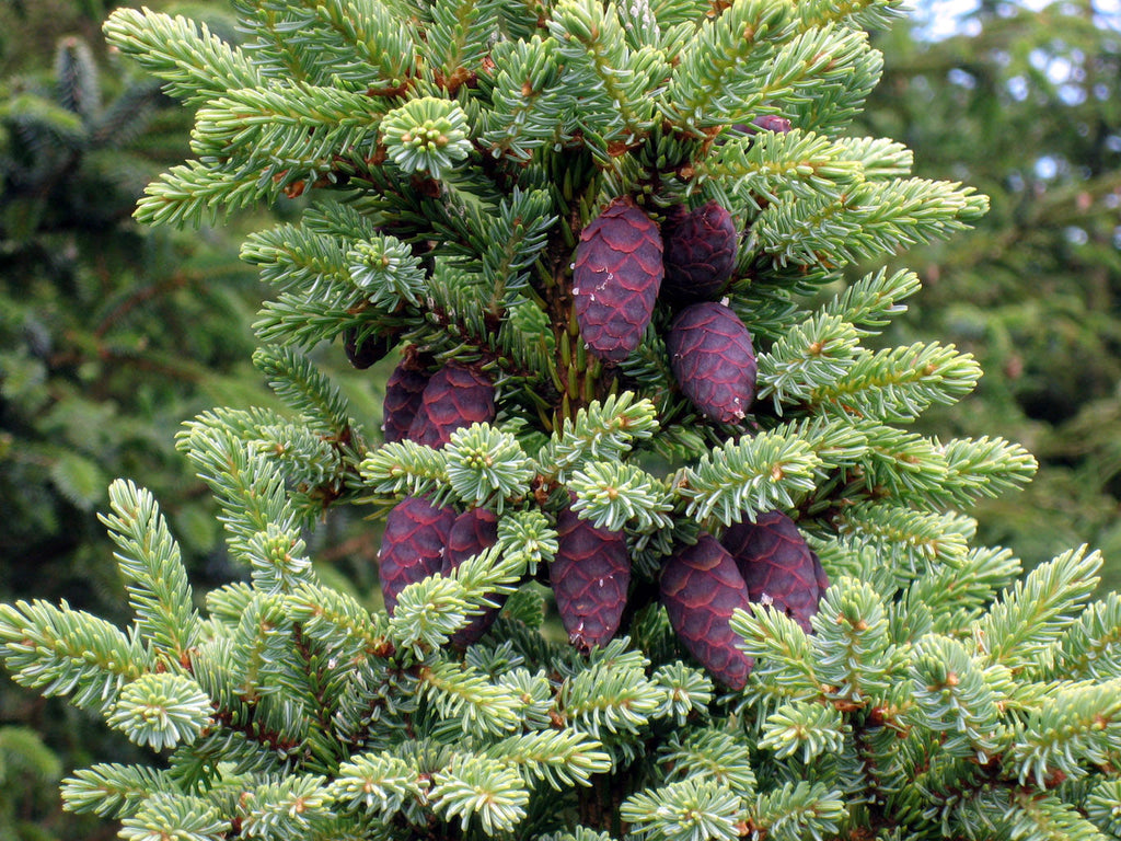 Feeling Drained or Depleted? This Forest Oil Reignites Your Lust for Life