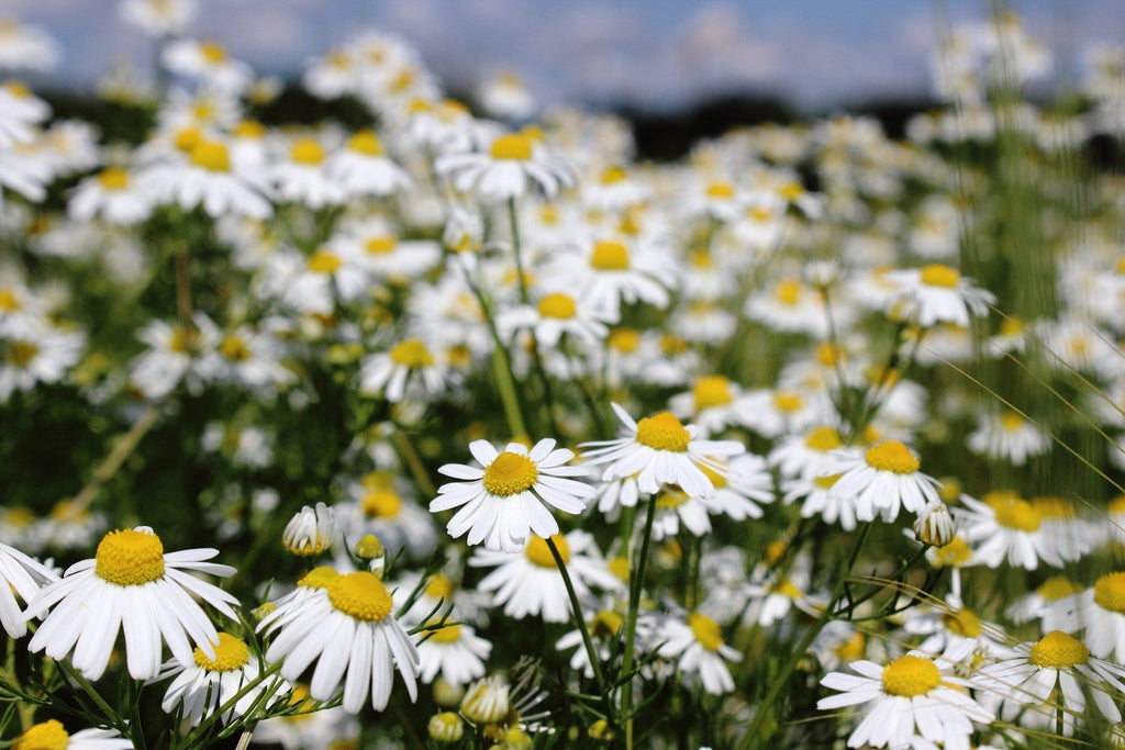 The Sweetheart Oil – Roman Chamomile for Stress, Anxiety & Sleep