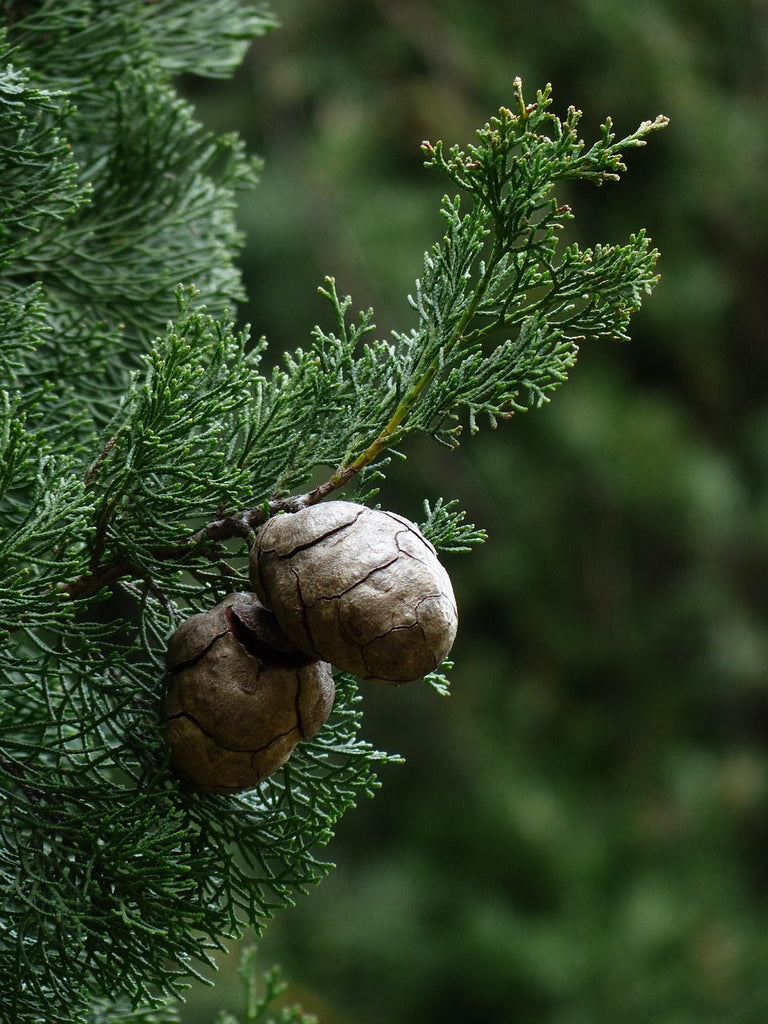 🌿 Cypress Essential Oil Benefits: Unlock Nature's Healing Secrets 🌿