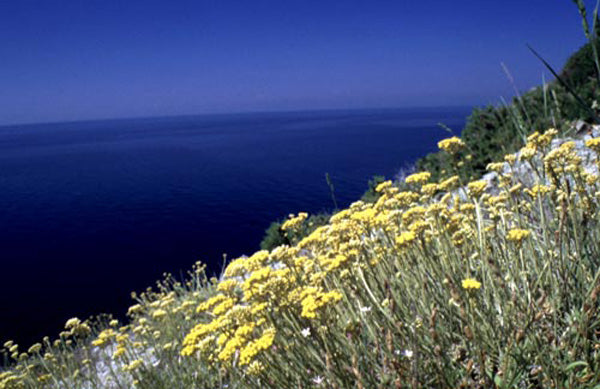 Helichrysum Essential Oil – The Sacred Immortelle for Rejuvenation & Calm