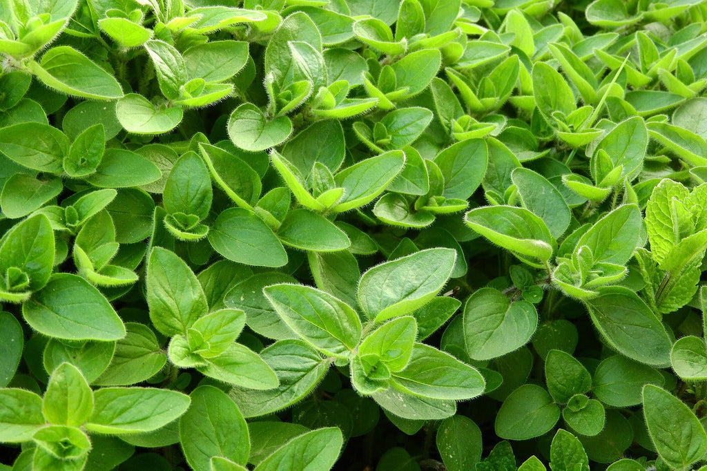 Sweet Marjoram Essential Oil: The Ultimate Remedy for Pain, Stress & Sleep