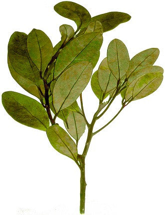 Ravensara Oil, Ravensara aromatica, Select - Organic, Madagascar - SAVE 30% OFF!-Single Pure Essential Oil-PurePlant Essentials